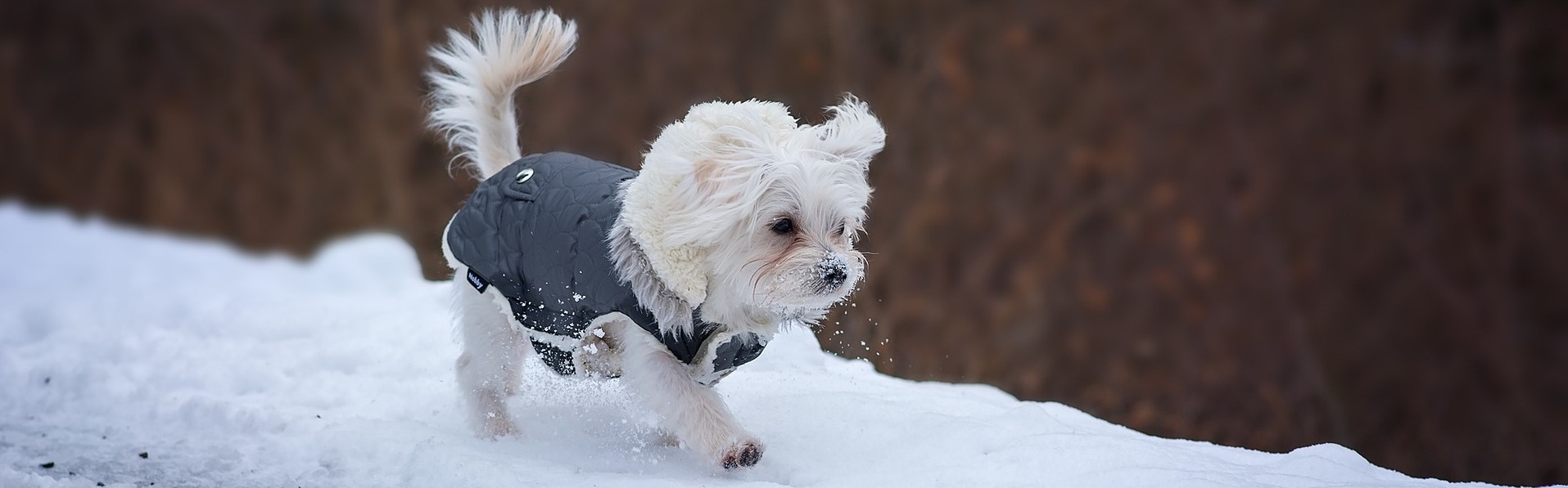 chien hiver manteau froid animaux