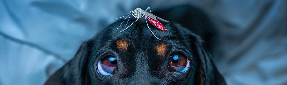 Protéger son chien des piqures de moustiques