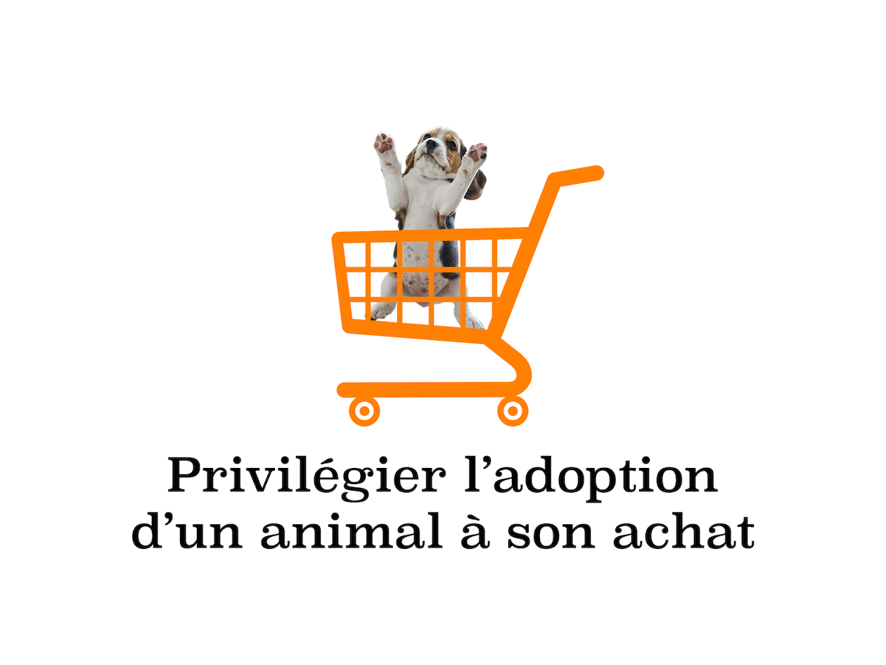 Adopter son animal