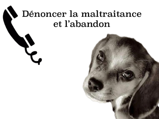 Dénoncer la maltraitance animale