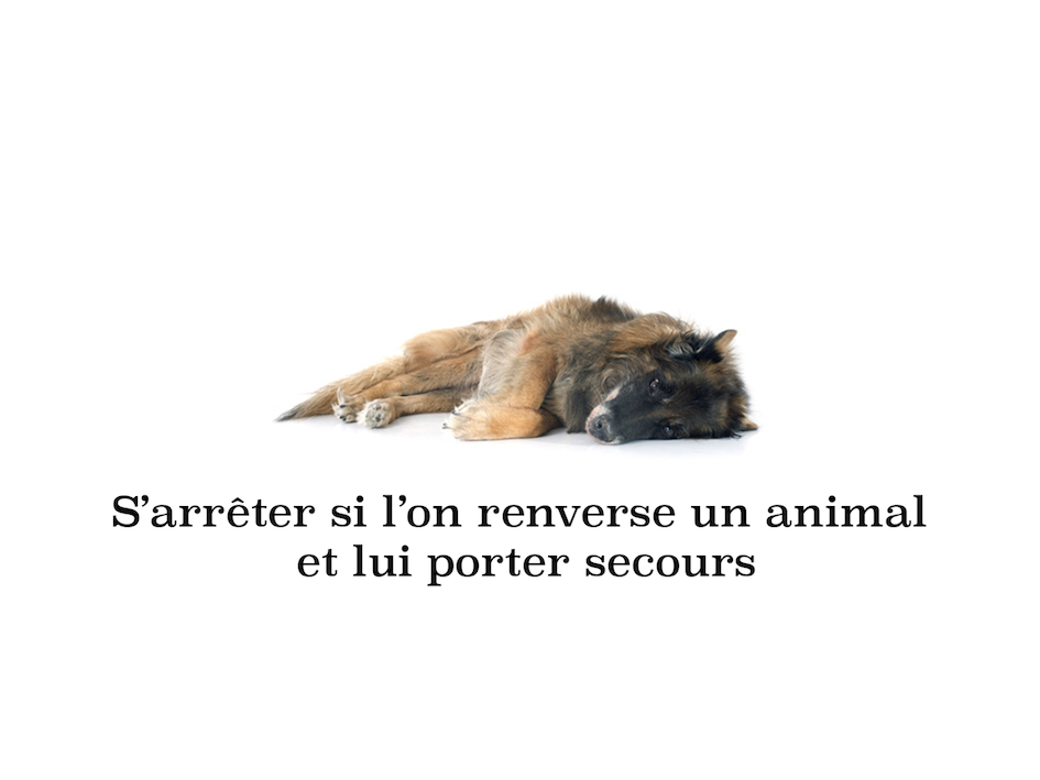 secourir les animaux