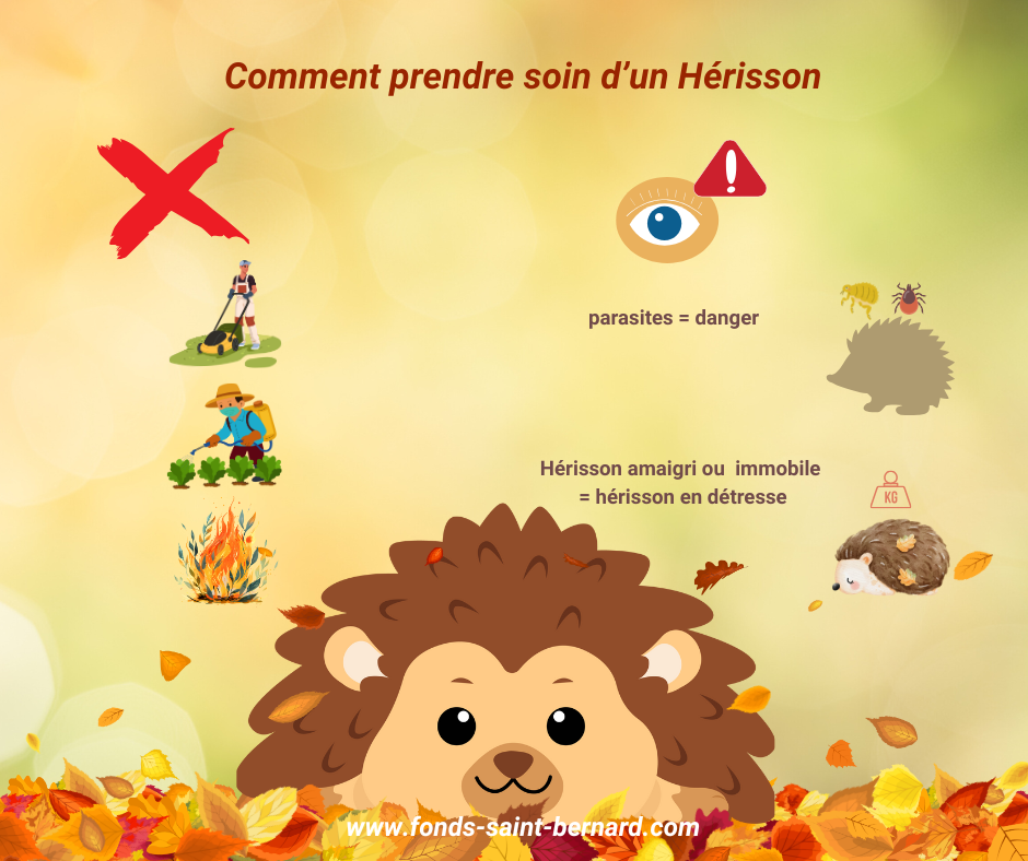 Prendre soin dun Hrisson