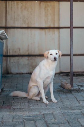 Adopter Abélio
