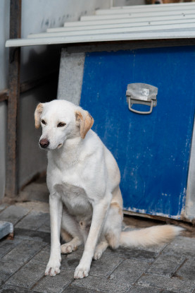 Adopter Abélio
