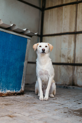 Adopter Abélio