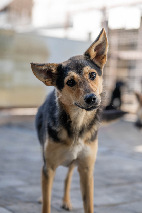 Adopter Alaia
