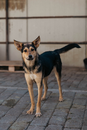 Adopter Alaia