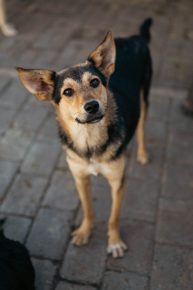 Adopter Alaia