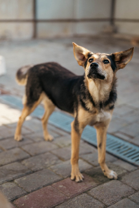 Adoption Alaia