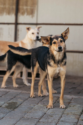 Adoption Alaia