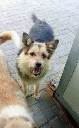 Adopter Alizée