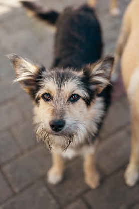 Adopter Alizée