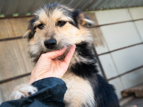 Adoption Alizée