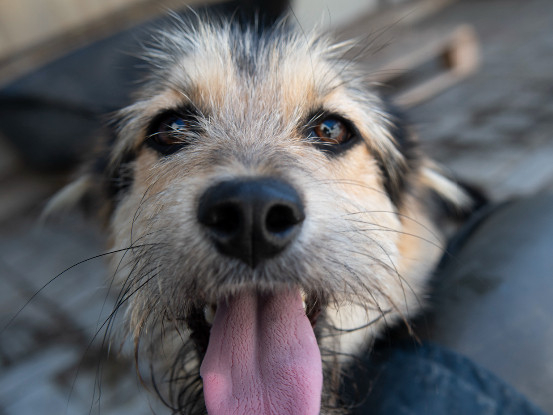 Adoption Alizée