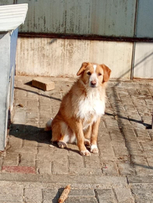 Adopter Alto