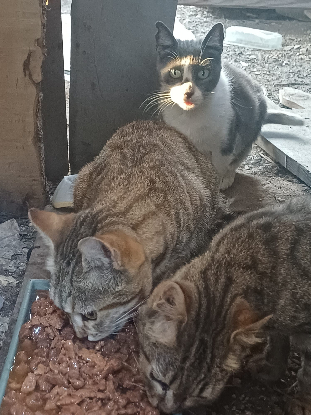 Image Association "Chats sans toi"