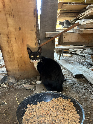 Image Association "Chats sans toi"