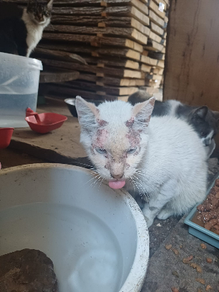 Image Association "Chats sans toi"