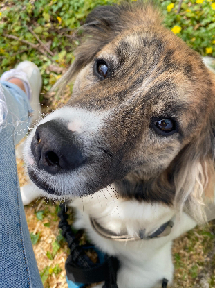 Adopter Balto