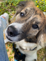 Adopter  chien : Balto