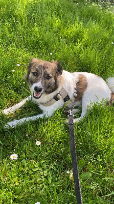 Adopter Balto
