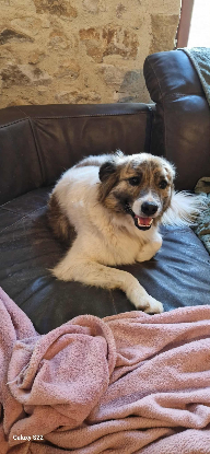 Adopter Balto
