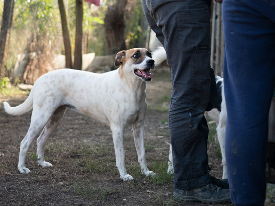 Adoption Bambie