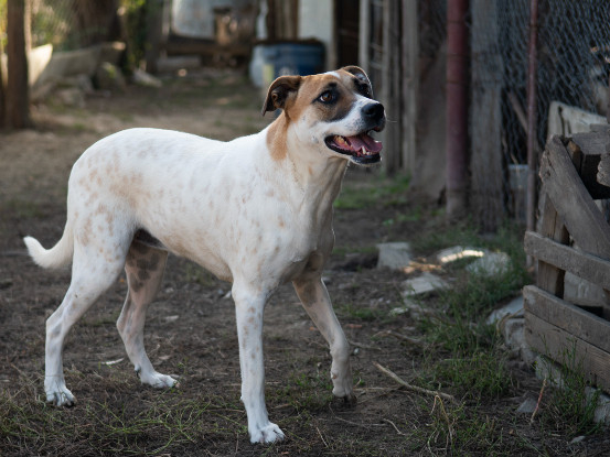 Adopter Bambie