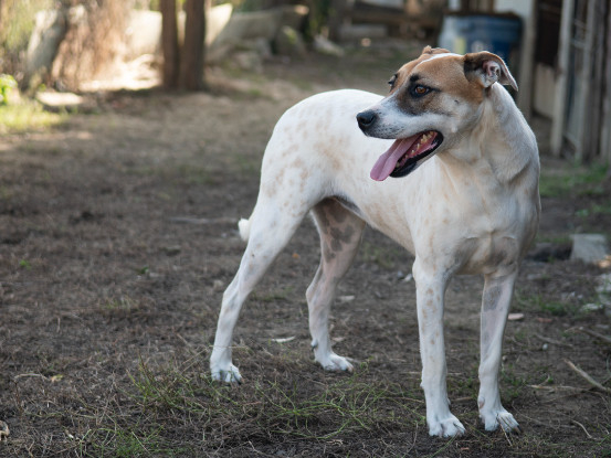 Adopter Bambie