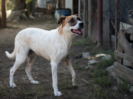 Adopter  chien : Bambie