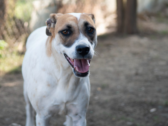 Adoption Bambie