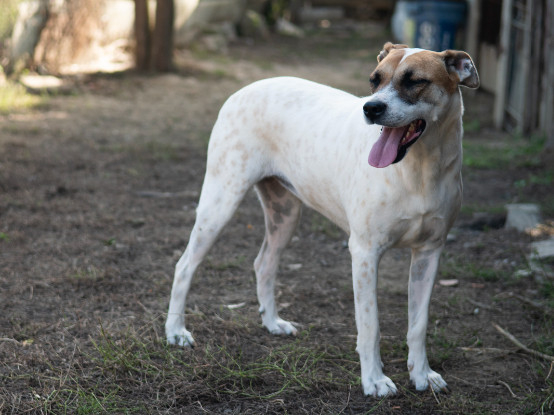 Adoption Bambie
