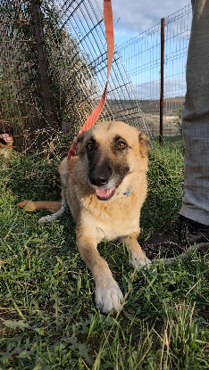 Adopter Baya