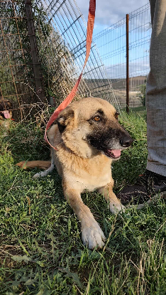 Adopter Baya