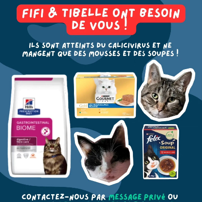 Besoin de mousses Gourmet pour nos chats calicivirus