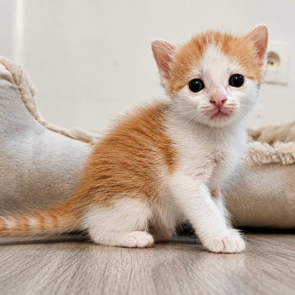 Adopter Biscoff