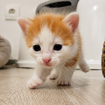 Adopter Biscoff