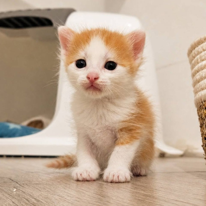 Adopter Biscoff