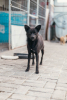 Adopter Brandie
