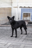 Adopter Brandie
