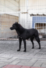 Adopter Brandie