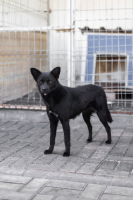 Adopter  chien : Brandie