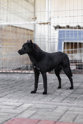 Adopter Brandie