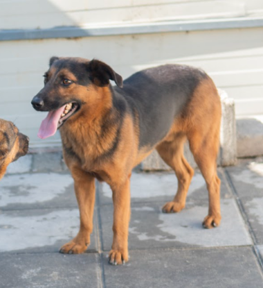 Adopter Camilio