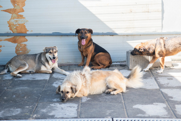 Adoption Camilio