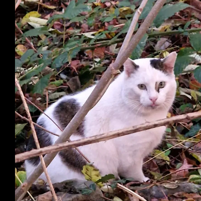 Adopter Chouchou