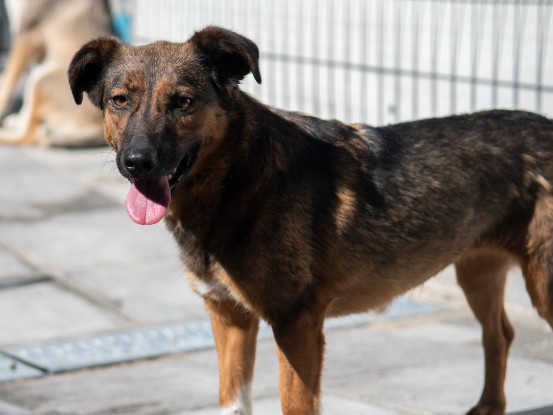 Adopter Cléa