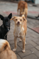 Adopter  chien : Clem