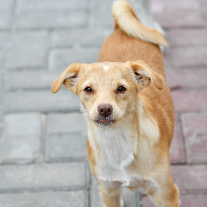 Adoption Clem