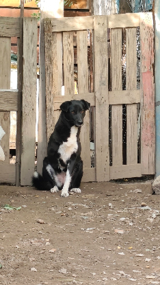 Adoption Deea